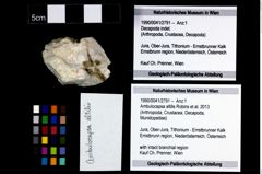 Foto (Objekt + Etikett) von Ambulocapsa altilis (Robins et al., 2013)  (NHMW-GEO-1990-0041-2791)